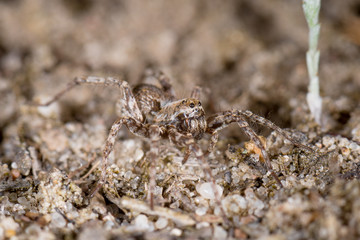 Wolfspinne (Lycosidae) auf Sandboden der Heide