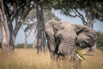 Obraz premium An Elephant walking towards the camera.