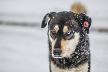 Husky, Portrait, dog