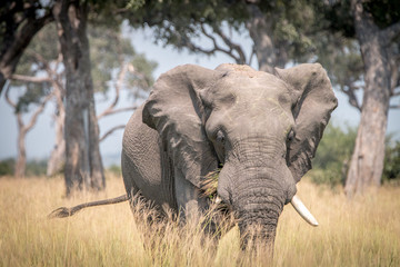 An Elephant walking in the grass.