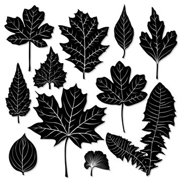 Vector leaves silhouette set on white background