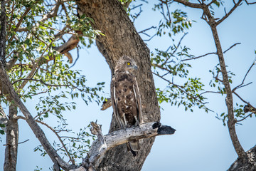 Fototapeta na wymiar Juvenile Brown snake eagle sitting on a branch.