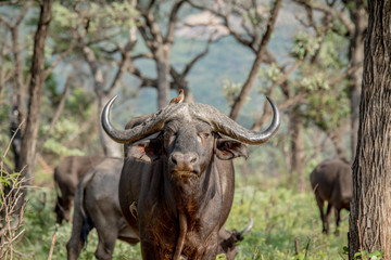 Buffalo starring at the camera with an Oxpecker.