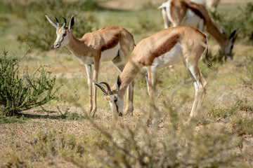 Herd of Springbok standing in the grass.