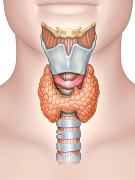 Anatomy of the thyroid gland
