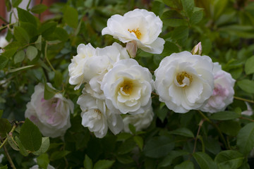 Obraz na płótnie Canvas White roses 