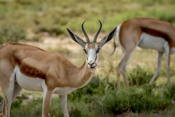 Close up of a Springbok in the Kalagadi.