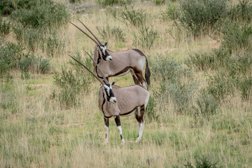 Two Gemsbok standing in the grass.