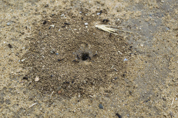 Ants working and carrying to their hole