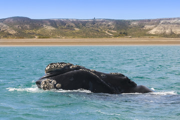 Fototapeta premium Whale Patagonia Argentina