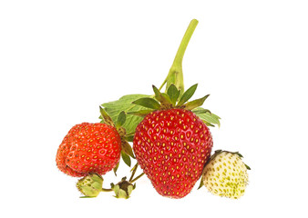 Strawberries with leaves isolated on a white background