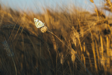 Melanargia galathea, marbled white butterfly in a weat field