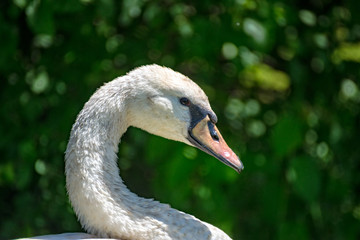 Portrait of a white swan at a lake