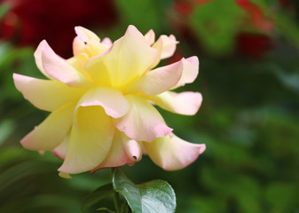 Rose has two colors, yellow and pink.