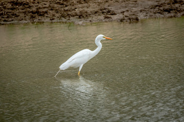 Yellow-billed egret standing in the water.