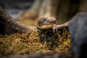 Fototapeta premium snake