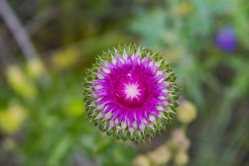 Purple flower close up