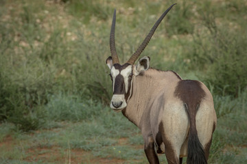 Gemsbok looking back at the camera.