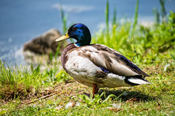 Male duck stands on the meadow and looks to the lake