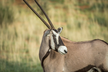 Side profile of a Gemsbok in the Kalagadi.