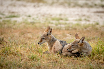 Two young Black-backed jackals laying down.