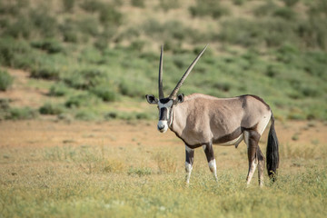 Gemsbok standing in the grass.