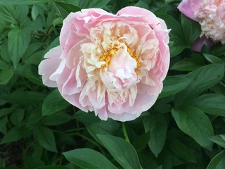 peony flower, flower, garden, pink, petal, peony, plant, gardening, nature, summer, green, closeup, floral, beautiful, spring, outdoor, blooming, blossom, fresh, flora, natural, bloom, background, col