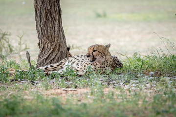 Cheetah laying in the grass under a tree.