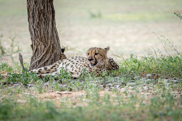 Cheetah laying in the grass under a tree.