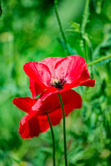 Poppies in a field with red flowers