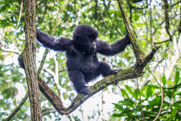 Baby Mountain gorilla climbing in a tree.