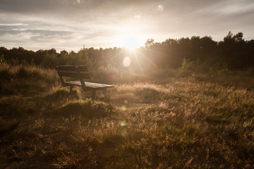 A bench on Wimbledon Common