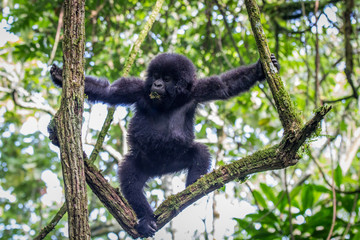 Baby Mountain gorilla climbing in a tree.