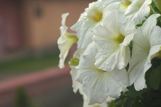 white flowers in a pot after rain, outdoors