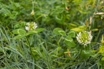 Green grass with clovers