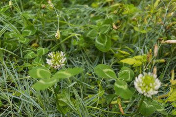 Green grass with clovers