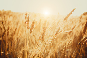 Naklejka premium Gold Wheat Field. Beautiful Nature Sunset Landscape. Background of ripening ears of meadow wheat field.