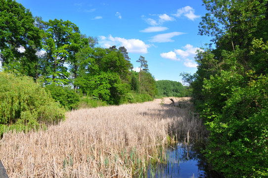 Donauauen austrian natural national park in Eckartsau park, dry reeds in sunny day
