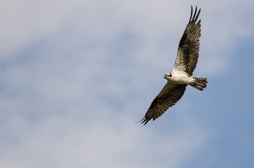 Fototapeta premium Lone Osprey Flying in a Blue Sky