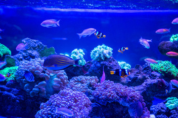 Tropical fish with corals and algae in blue water. Beautiful background of the underwater world