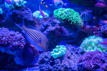 Tropical fish with corals and algae in blue water. Beautiful background of the underwater world