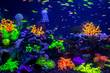Plakat Tropical fish with corals and algae in blue water. Beautiful background of the underwater world