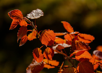 Young aspen leaves