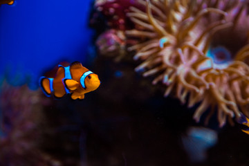 Fototapeta na wymiar Tropical clown fish and corals. Beautiful background of the underwater world