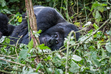 Silverback Mountain gorilla laying down.