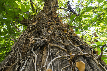 Wooden texture on a tree