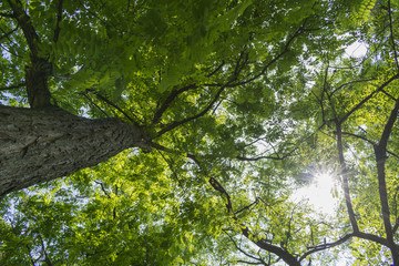 Tree branchesh from bottom to top