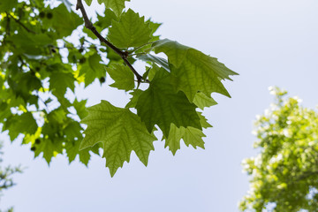 Fototapeta na wymiar Green leaves and blue sky