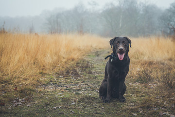 Chocolate Labrador on a misty common