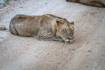 Young male Lion sleeping on a dirt road.